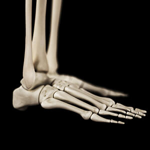 foot ankle bone